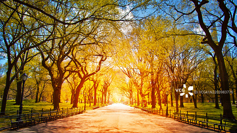空荡荡的购物中心和文学步道。风景名胜区。秋天的黄树。日落。图片素材