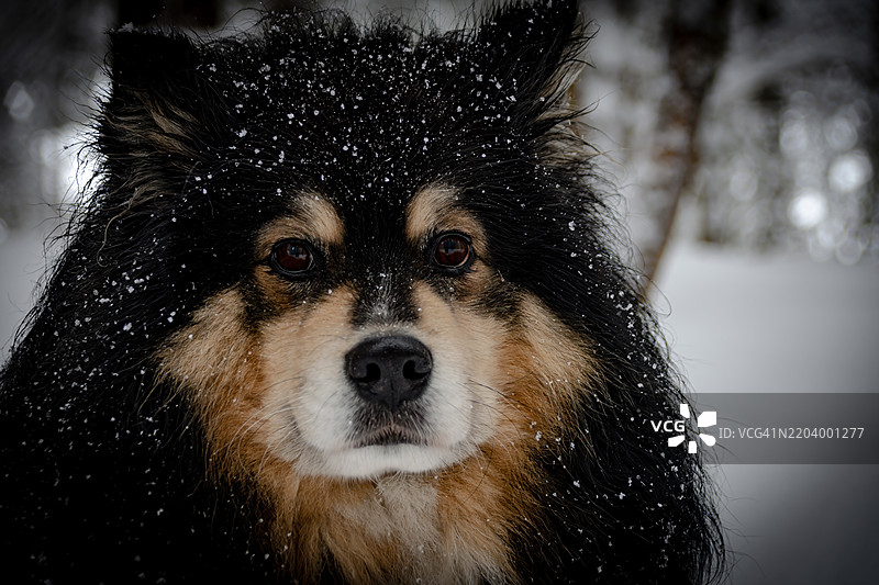 狗狗在雪-covered森林中享受散步，毛发上覆盖着雪。图片素材