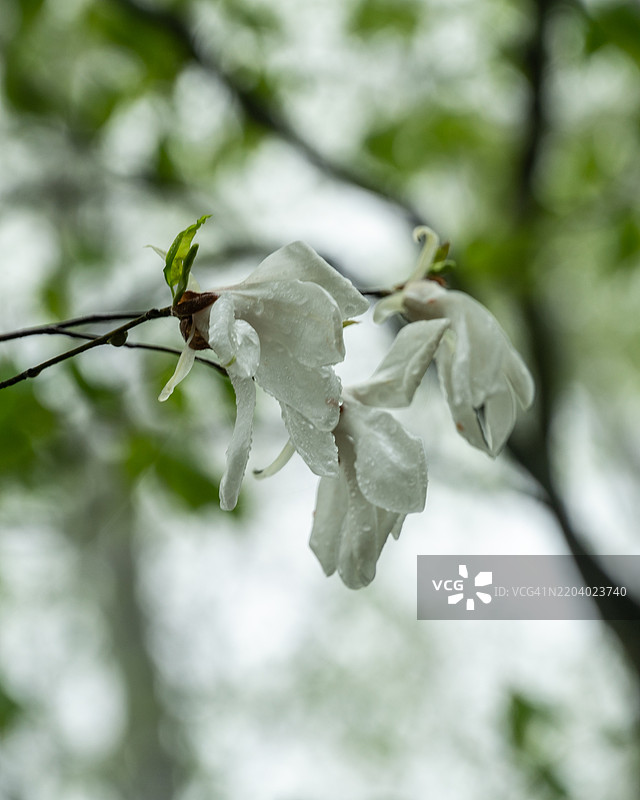 雨天的柳叶木兰图片素材