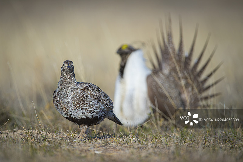 东爱达荷州鼠尾草草原上的雄性和雌性大草原鸡在求偶场地上图片素材