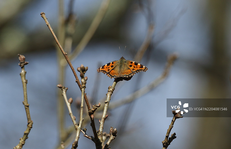 一只罕见的大龟壳蝴蝶（Nymphalis polychloros）栖息在高高的橡树上，享受阳光。图片素材