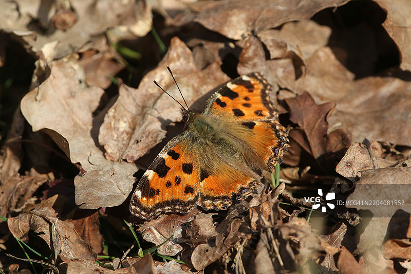 一只罕见的大龟壳蝴蝶（Nymphalis polychloros）在林地空地的落叶上，享受阳光。图片素材