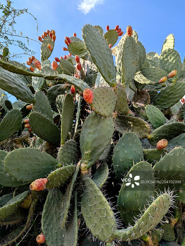 西内盖夫沙漠中生长的野生仙人掌灌木，未被耕种图片素材