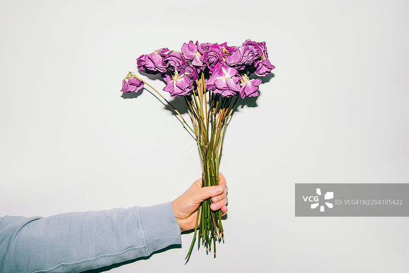 渐逝的美丽 – 一束枯萎的紫色玫瑰图片素材