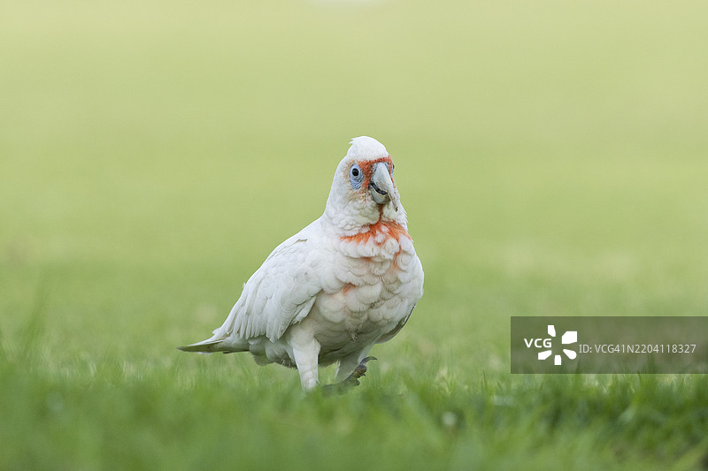 长嘴鹦鹉图片素材