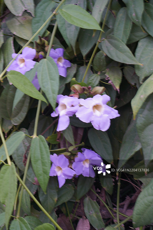 紫花泰国香草月桂钟藤，蓝色喇叭藤，月桂叶吞拿藤，吞拿藤（Thunbergia laurifolia Lindl.）图片素材