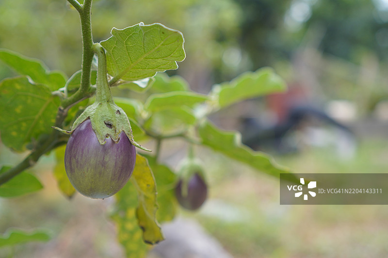 茄子蔬菜图片素材