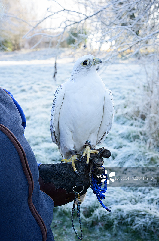 坐在驯养者手套上的游隼图片素材