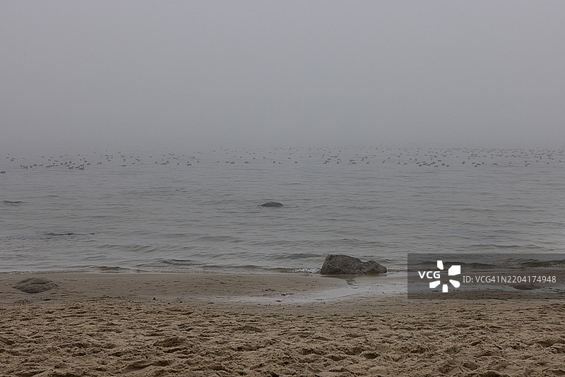 一群鸭子在波兰格丁尼亚的冬季浓雾中出现在波罗的海上。图片素材