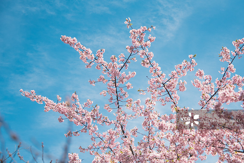在春天的东京，河两岸的樱花树盛开，形成了一条令人惊叹的粉色樱花隧道，横跨水面。图片素材
