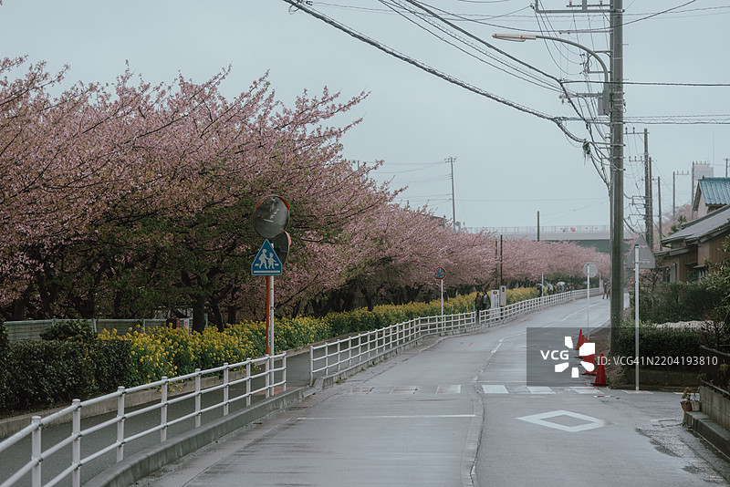 日本神奈川县三浦半岛的早春河津樱花，沿路两侧盛开的粉色花朵成排绽放。图片素材