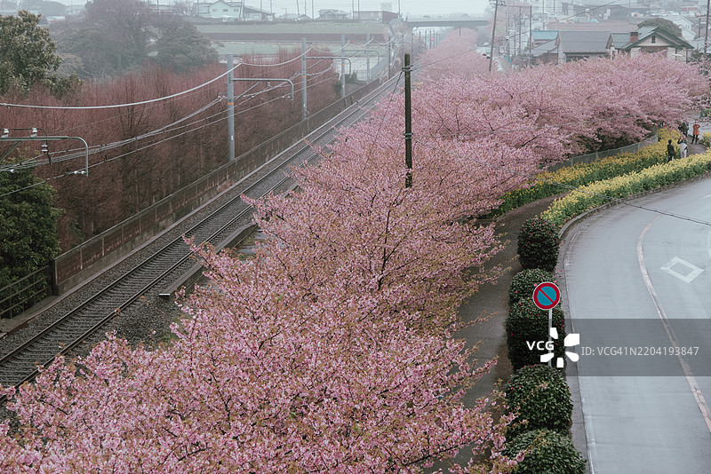 春天早开花的河津樱花，沿着道路两侧盛开的粉色花朵成排绽放，位于日本神奈川县的三浦半岛。图片素材
