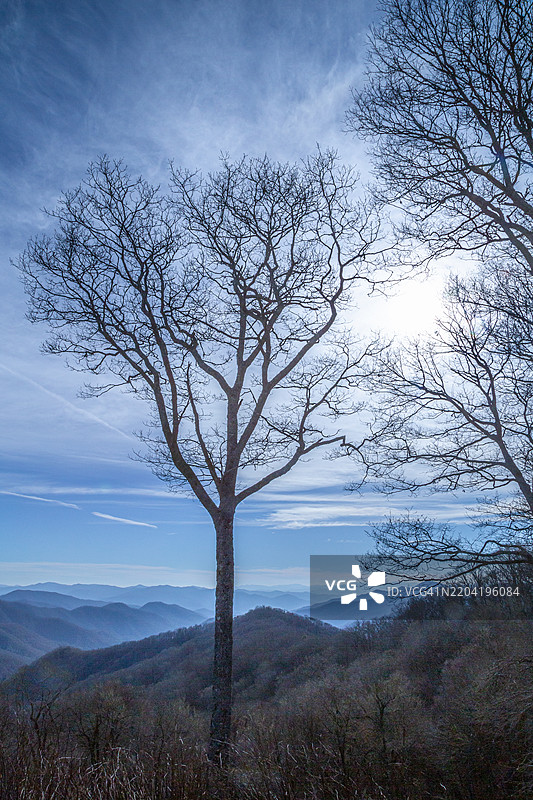 孤独的树图片素材