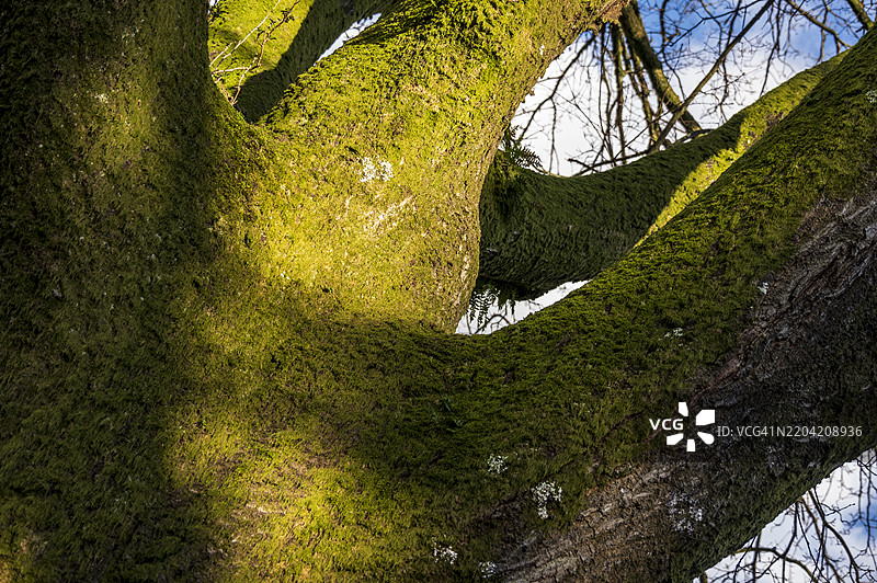 巨大的高大成熟橡树图片素材