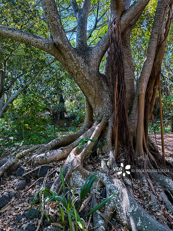 博卡拉顿甘博林博自然中心的缠绕榕树图片素材
