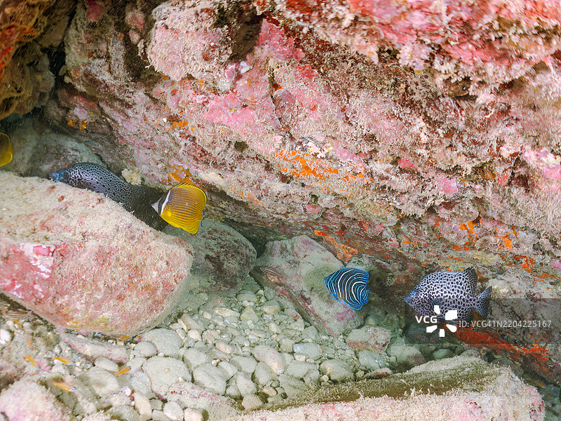 美丽而大型的斑马天使鱼（Pomacanthus semicirculatus）及其他鱼类。图片素材