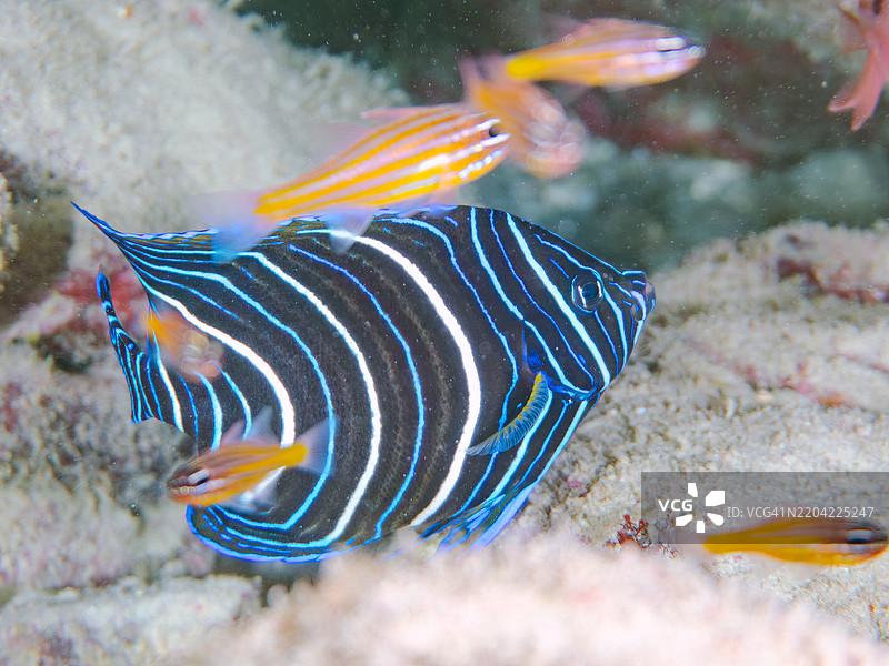 美丽而大型的斑马天使鱼（Pomacanthus semicirculatus）及其他鱼类。一群美丽的幼年南方橙线红雀鱼（Ostorhinchus properuptus）和其他幼鱼。图片素材