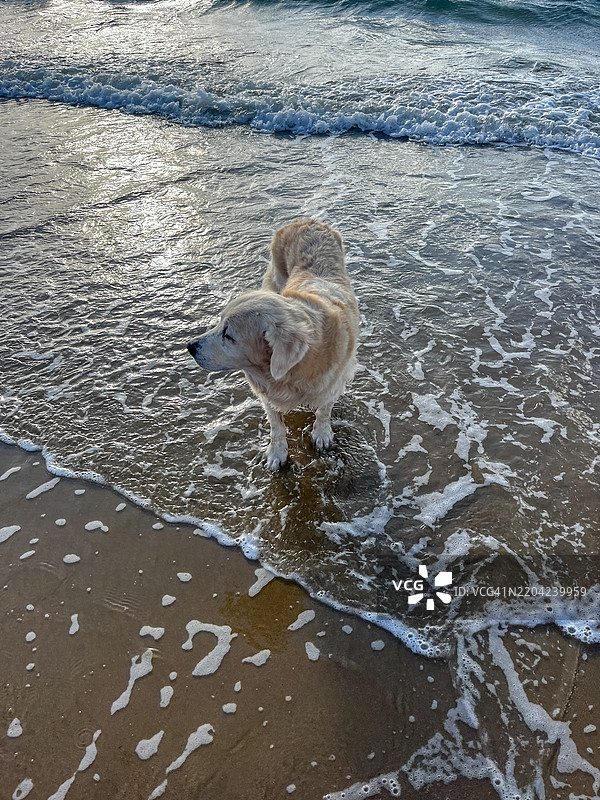 金毛猎犬在阳光明媚的海滩上享受海浪图片素材