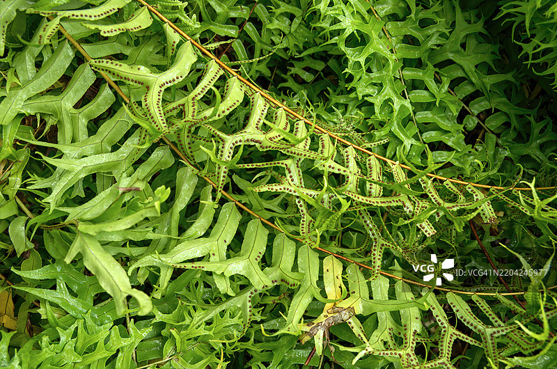 鱼尾剑蕨 (Nephrolepis falcata)图片素材