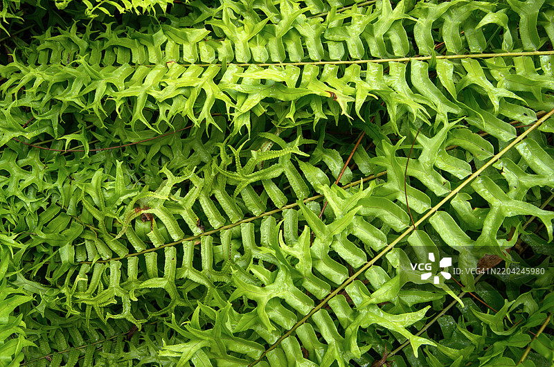 鱼尾剑蕨 (Nephrolepis falcata)图片素材