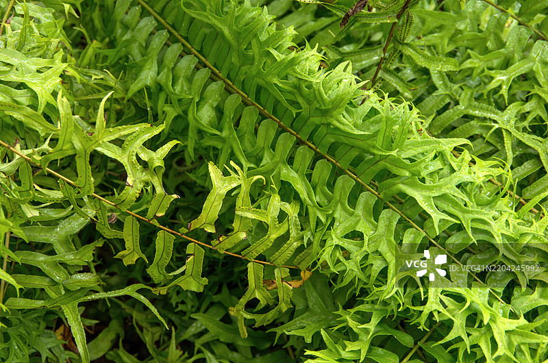 鱼尾剑蕨 (Nephrolepis falcata)图片素材
