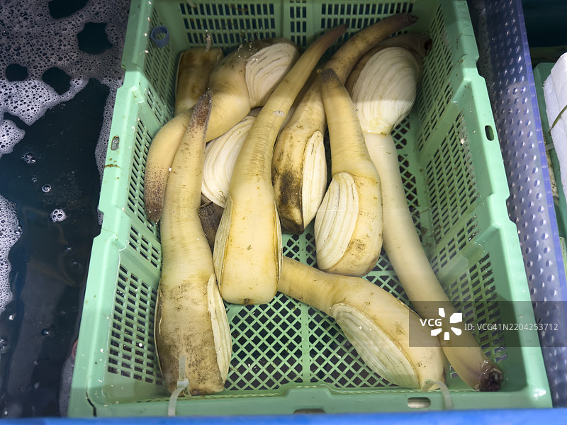 绿塑料箱中的海参蛤蜊（Mirugai）图片素材