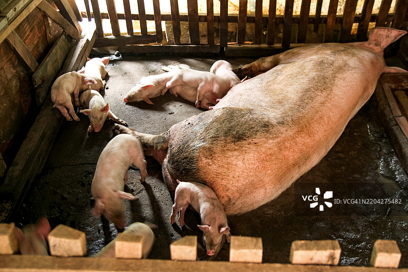 母猪在家养猪圈里喂小猪仔图片素材