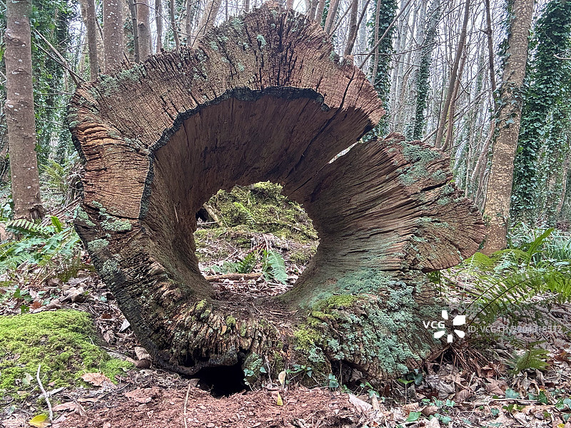 空心树干图片素材