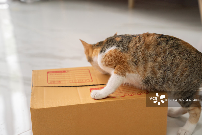 一只猫正在玩一个纸箱图片素材