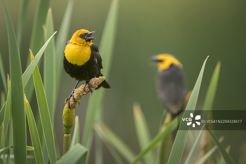 两只雄性黄头黑鸟在蒙大拿的芦苇沼泽中对峙以建立领地图片素材
