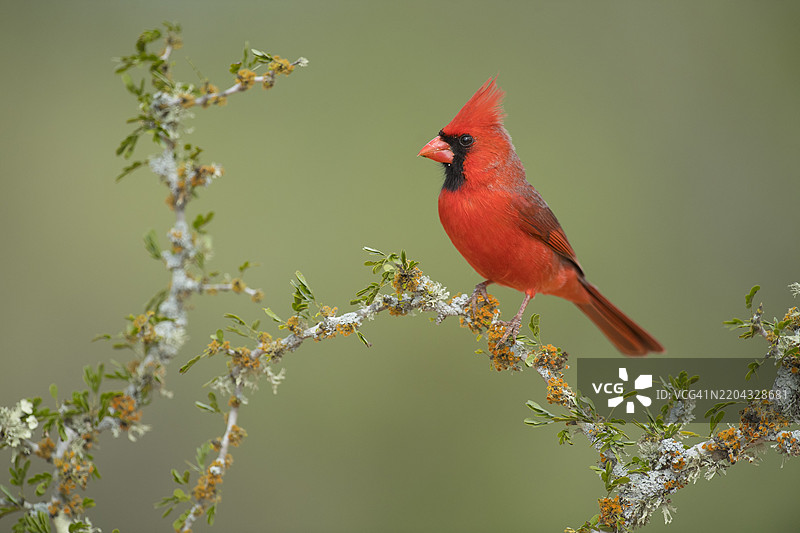 北方红雀栖息在覆盖着地衣的金合欢树枝上图片素材