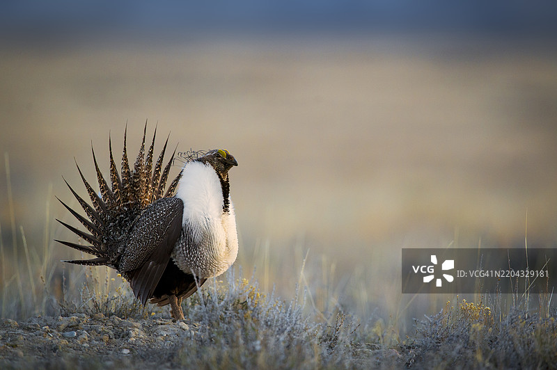 东爱达荷州大草原雄雉在求偶场所进行求偶展示图片素材