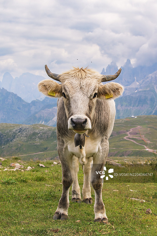 多洛米蒂山脉中的阿尔卑斯灰牛肖像图片素材
