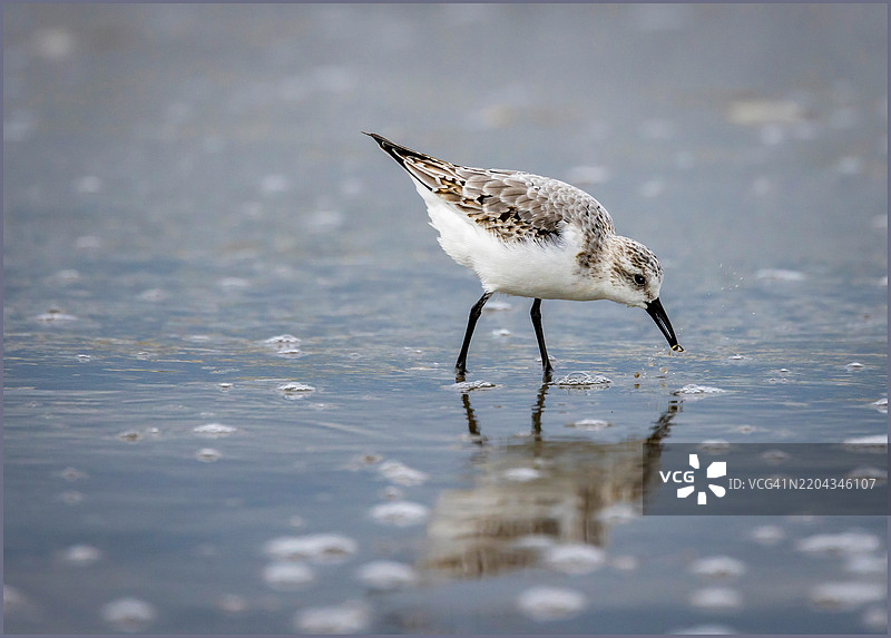 海鸥在阿尔及利亚海岸的特写镜头图片素材