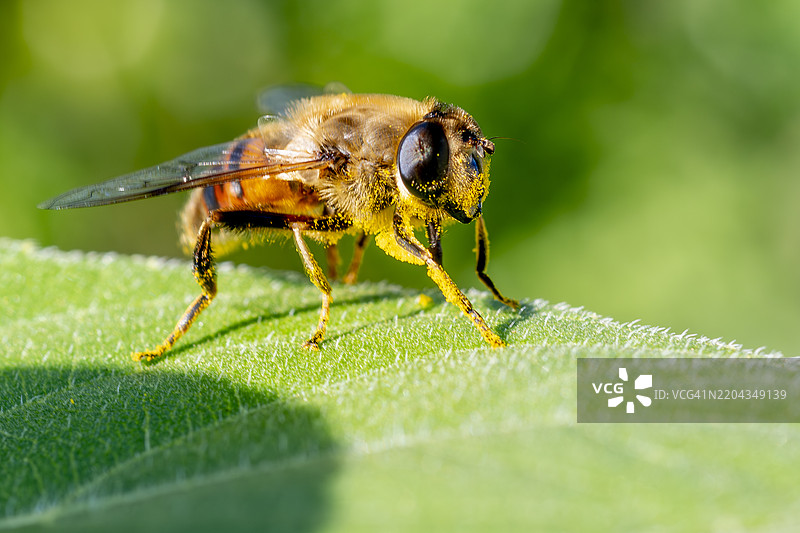 蜜蜂在叶子上的特写镜头图片素材