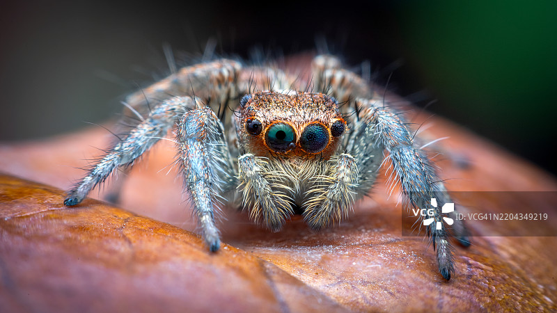 跳跃蜘蛛在黑色背景下的叶子上看着镜头图片素材