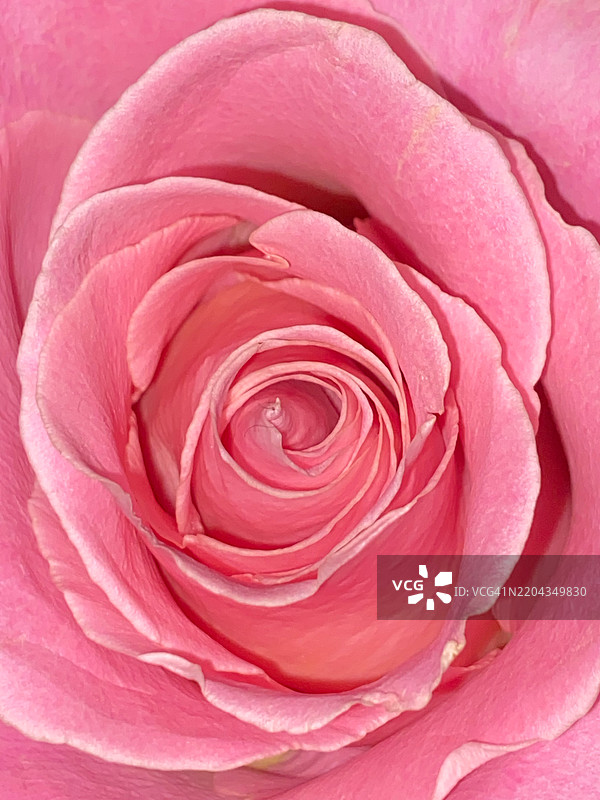 玫瑰特写，内哈勒姆，俄勒冈州，美国图片素材