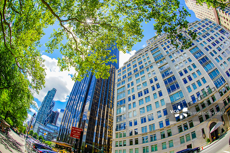 纽约建筑与树木的对比图片素材