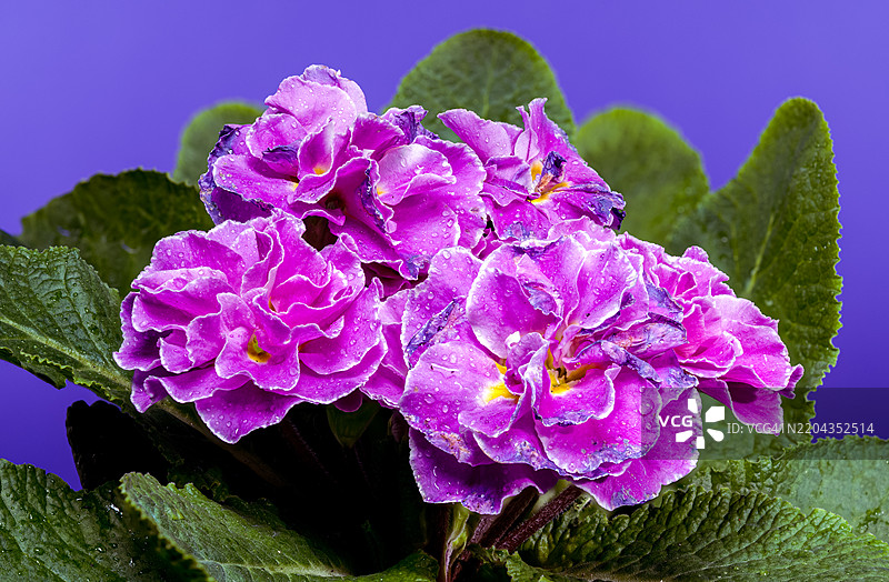 蓝色背景上的粉色报春花，乌克兰敖德萨州图片素材