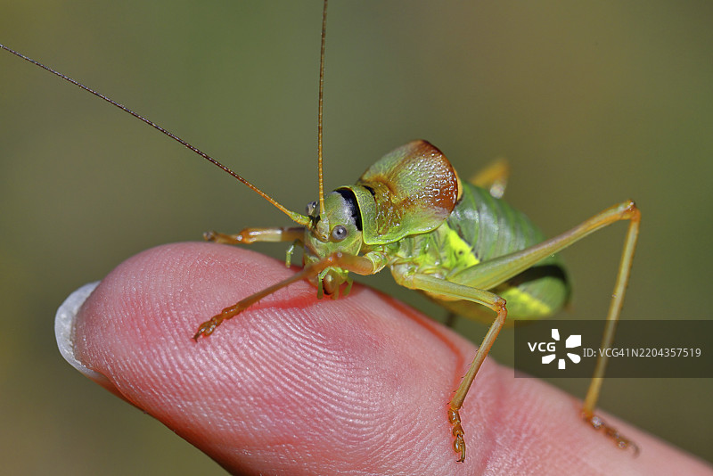 草原鞍蝗(Ephippiger ephippiger),雄性,位于葡萄园中,栖息在蛇麻草(Echium vulgare)上,背景模糊,手指上进行大小比较,落叶蝗,长指蝗。图片素材