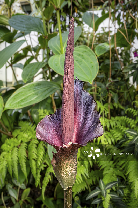 大王花的花序，天南星科，铁树根，散发腐肉的气味图片素材