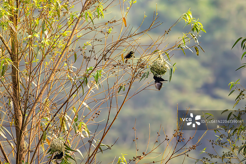 维尔黑织鸟在乌干达高地筑巢图片素材