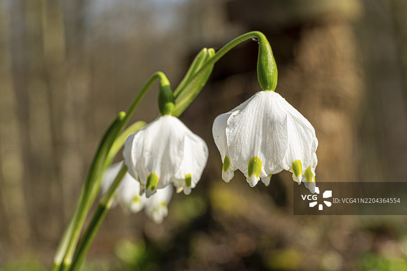 春雪花(Leucojum vernum),春结花,石蒜科(Amaryllidaceae),在德国下萨克森州海宁根的奥德瓦尔德盛开图片素材