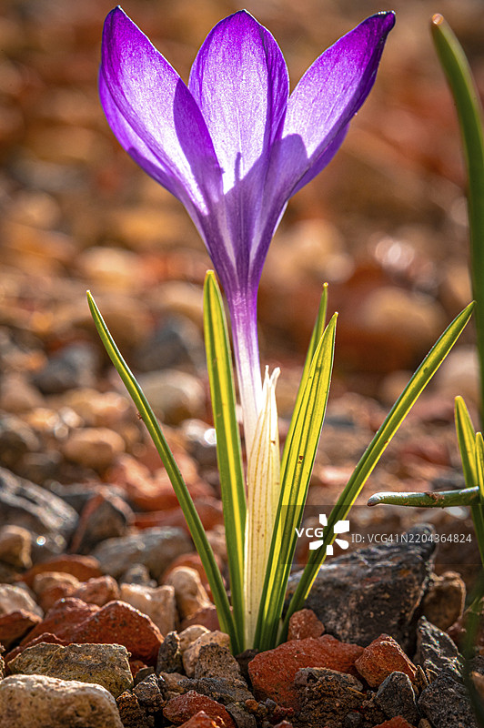 紫色开花的番红花（Crocus vernus）生长在砾石土壤中，沐浴在阳光下，德国图林根州耶拿，欧洲图片素材