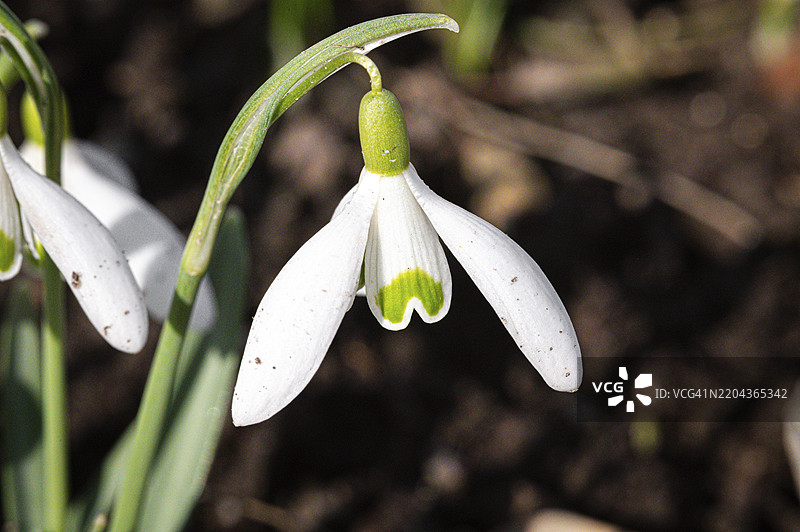 白色花瓣和绿色环境中的雪花莲（Galanthus）特写，德国图林根州耶拿，欧洲图片素材
