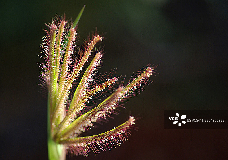 特写镜头下的明亮刺状植物。图片素材