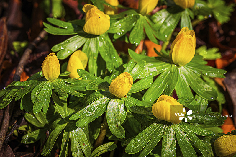 冬季小黄花（Eranthis hyemalis）特写，带有绿色叶子和水滴，德国图林根州耶拿，欧洲图片素材