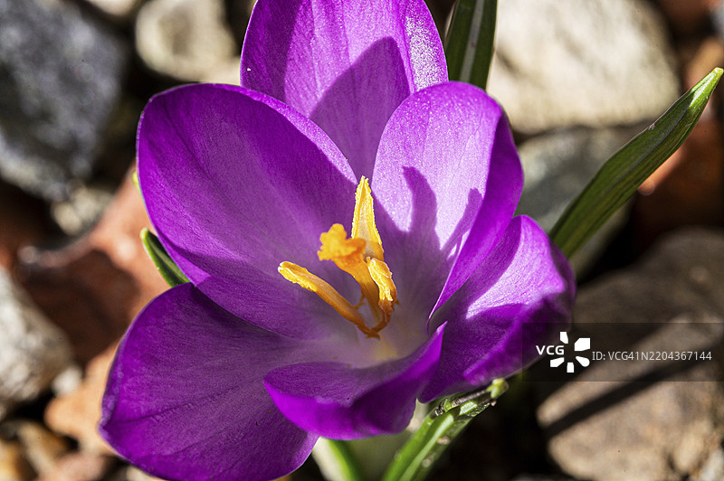 明亮阳光下，德国图林根州耶拿的石缝间盛开的紫色番红花（Crocus vernus）图片素材