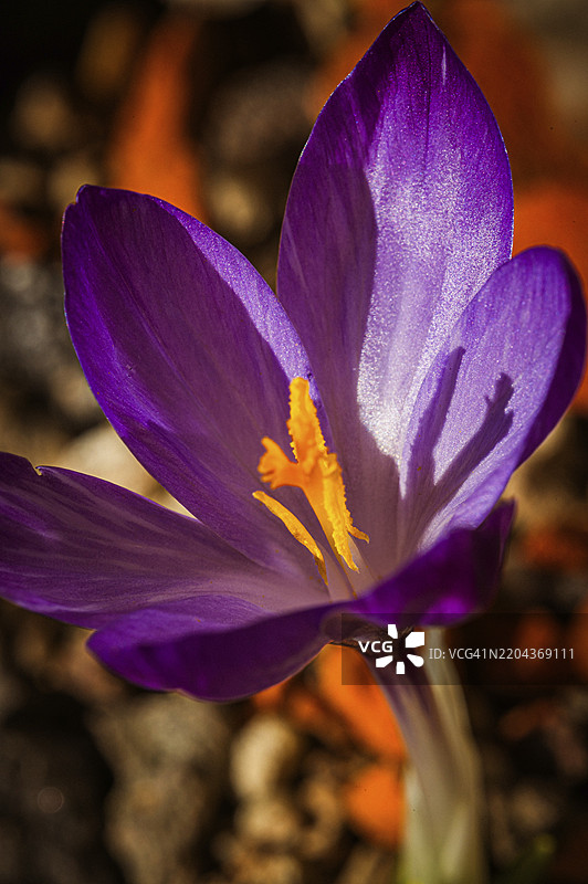 明亮阳光下的紫色番红花（Crocus vernus），花瓣清晰锐利，德国图林根州耶拿，欧洲图片素材