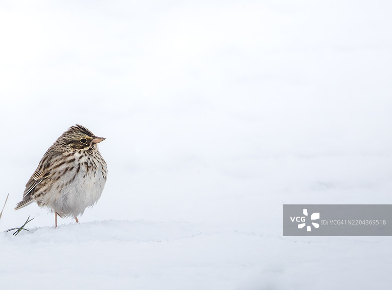 红头雀在雪地上栖息的特写，俄克拉荷马州，美国图片素材